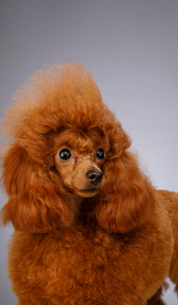 istock Cute brown ( apricot )  miniature poodle  standing on white wooden table on gray background 1441348190