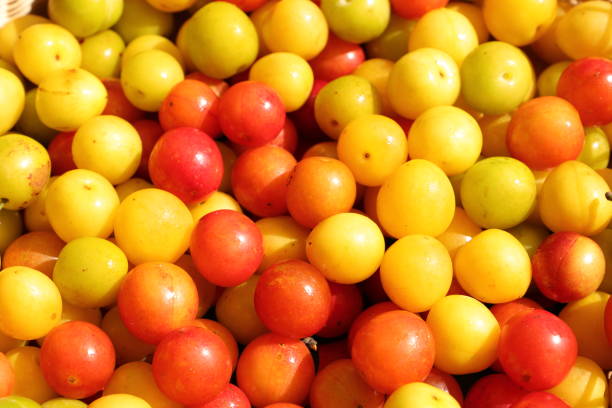 istock red and yellow mirabelle plums 1441348241