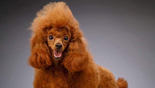 istock Happy Cute brown ( apricot )  miniature poodle   on gray background 1441348244