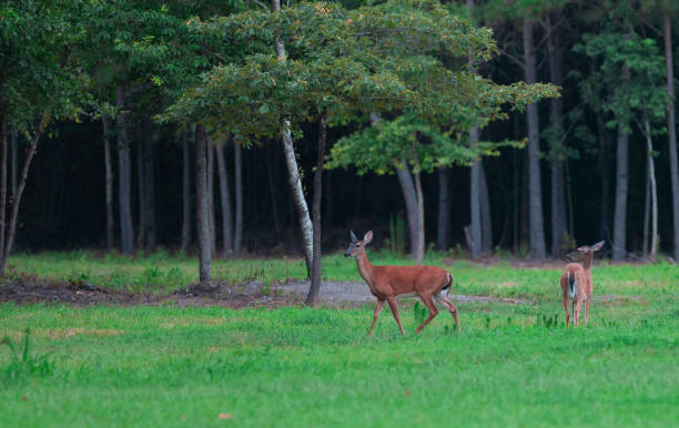 istock Pair of whitetail deer does 1441348397