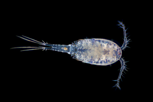 A very small freshwater crustacean