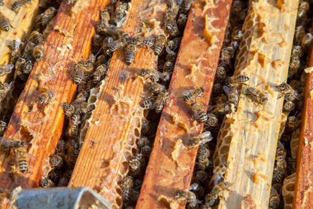 istock Open hive showing the bees swarming on a honeycomb. 1441348689