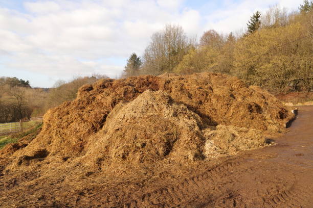 馬の糞の山 - horse dung ストックフォトと画像