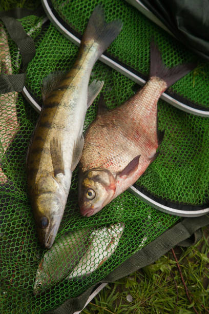 istock Freshwater zander and common bream fish on keepnet with fishery catch in it. 1441348866
