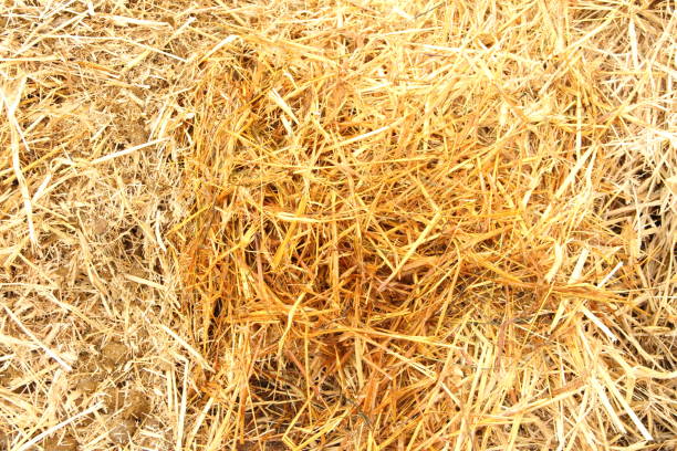 istock dung heap with horse droppings 1441348951