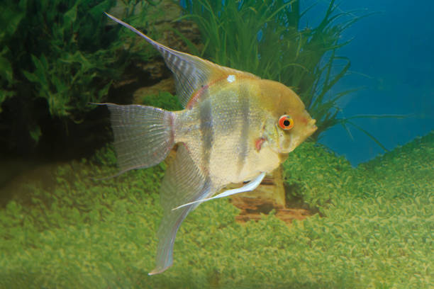 에인젤피시 (pterophyllum scalare - angelfish fish pets sea life 뉴스 사진 이미지