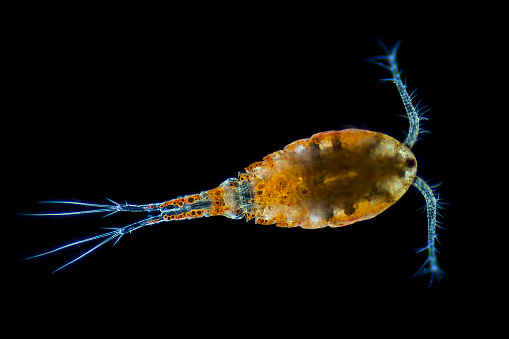 A very small freshwater crustacean