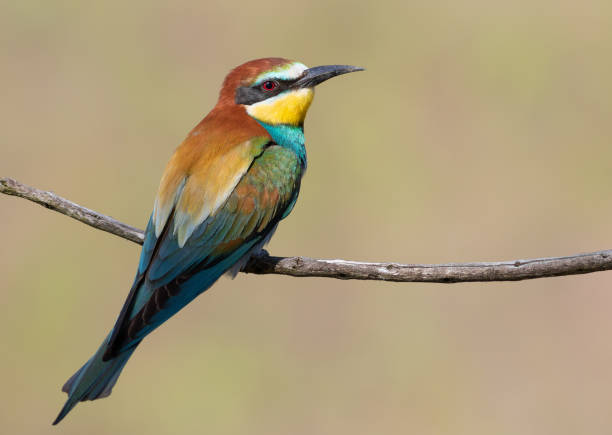 istock European bee-eater, Merops apiaster. A colorful bird sits on a thin branch 1441352454