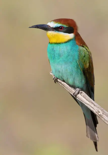 European bee-eater, Merops apiaster. A bird sits on a branch on a blurry background