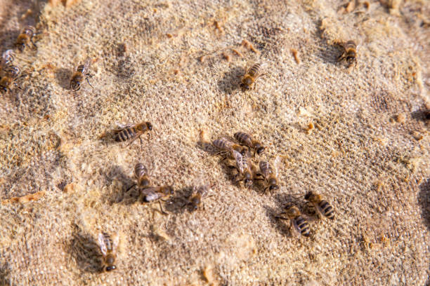 istock Bees swarming on vintage textile background. 1441352541