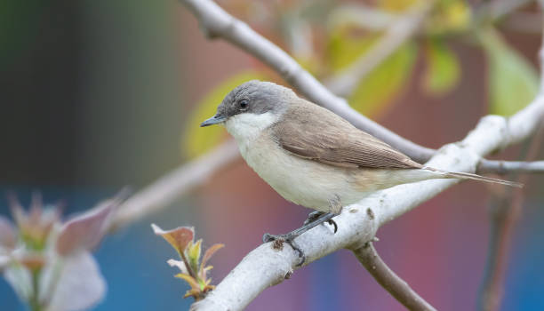 istock Lesser whitethroat, Sylvia curruca. A bird sits on a branch 1441352650