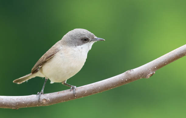 istock Lesser whitethroat, Sylvia curruca. A bird sits on a branch on a beautiful green background 1441352651