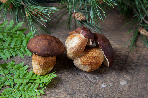 Autumn composition of several boletus badius, imleria badia or bay bolete mushrooms on vintage wooden background with fern green leaf and branch of pine tree on back. Edible and pored fungus has velvety dark brown or chestnut color cap.