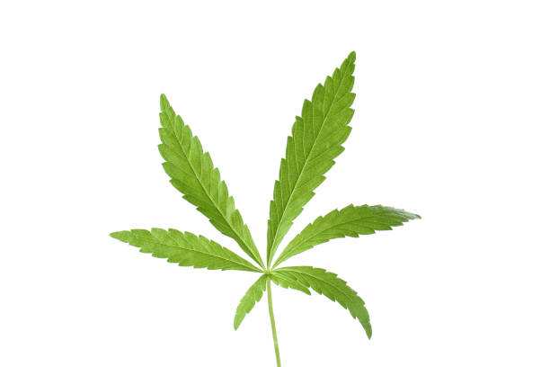 istock Green cannabis leaf isolated on white background 1441352871
