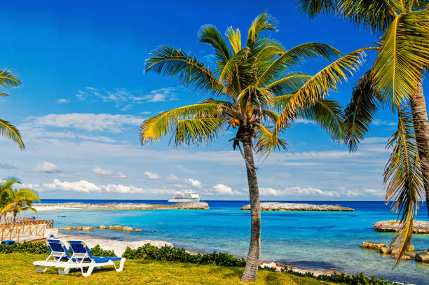 istock green palm tree on sunny beach 1441353173