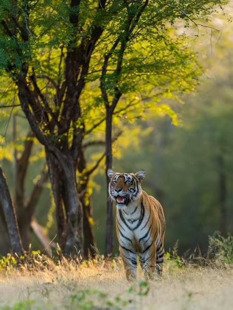 tigre selvatica del bengala (panthera tigris tigris) dalla foresta indiana - safari safari animals color image photography foto e immagini stock