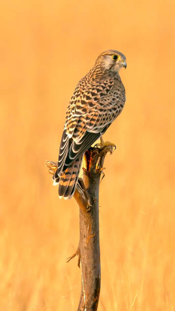 common kestrel (Falco tinnunculus) perched on a branch common kestrel (Falco tinnunculus) perched on a branch portrait of common kestrel falco tinnunculus a bird of prey stock pictures, royalty-free photos & images