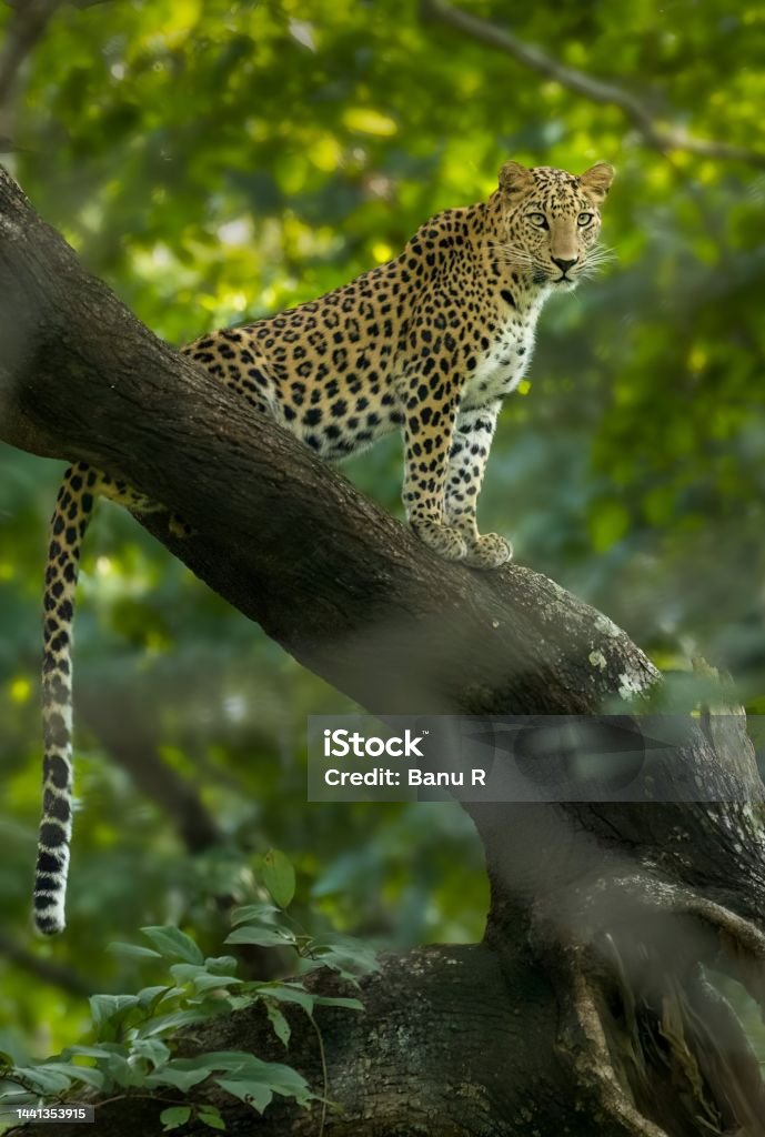 Wild Indian leopard (Panthera pardus fusca) from forest Jaipur Stock Photo
