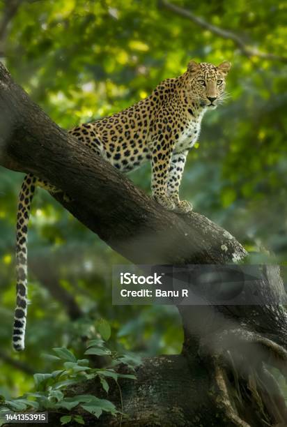 Wild Indian Leopard From Forest Stock Photo - Download Image Now
