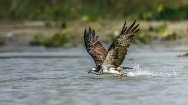 Photo of osprey (Pandion haliaetus) hurting for fish in river