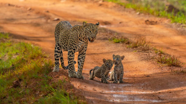 森からの野生のインドヒョウ(パンテーラパルドゥスフスカ) - インドシナ半島 ストックフォトと画像