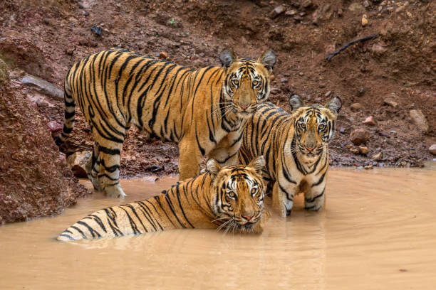 istock Wild Bengal tiger with cubs 1441354017