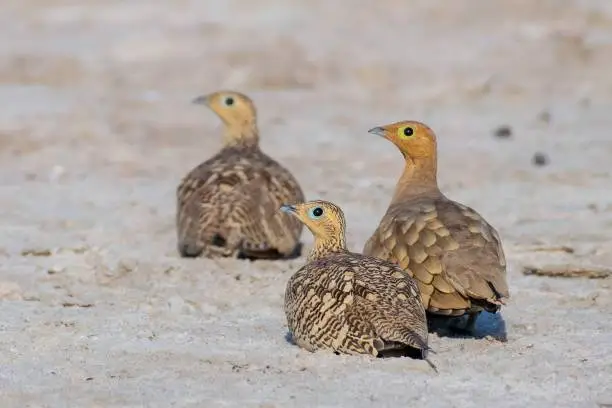 Photo of chestnut-bellied sandgrouse or common sandgrouse (Pterocles exustus)