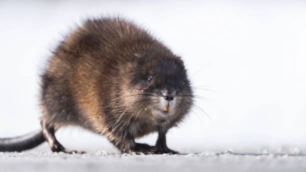 istock muskrat (Ondatra zibethicus) from Canada, Ontario 1441354054