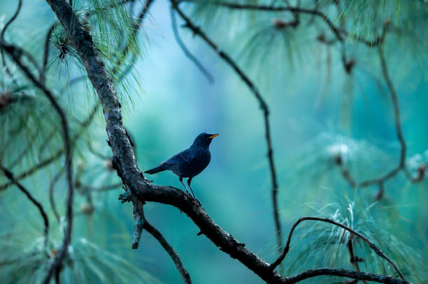 istock Blue whistling thrush or Myophonus caeruleus perched high on pine tree in natural scenic winter environment or background at foothills of himalaya uttarakhand india asia 1441354254