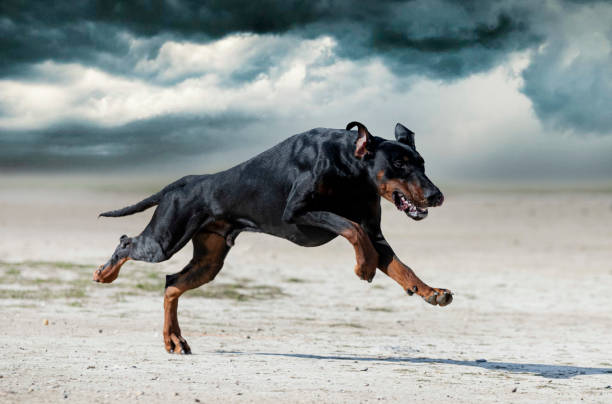 formación de dobermann pinscher - doberman fotografías e imágenes de stock