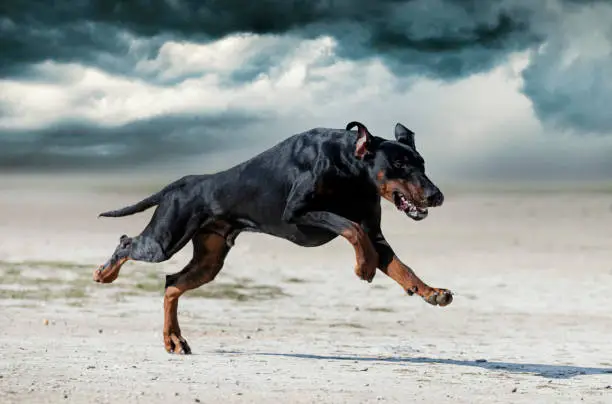 young dobermann pinscher training for protection in the nature