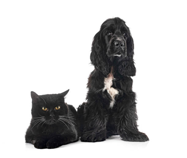 istock English Cocker Spaniel and cat 1441355087