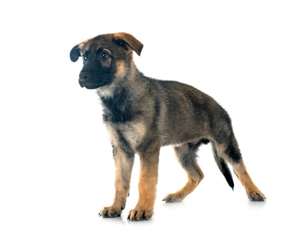 子犬ジャーマンシェパード - german shepherd animal black purebred dog ストックフォトと画像