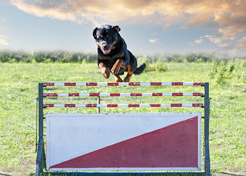 training for a rottweiler on a fence for obedience discipline