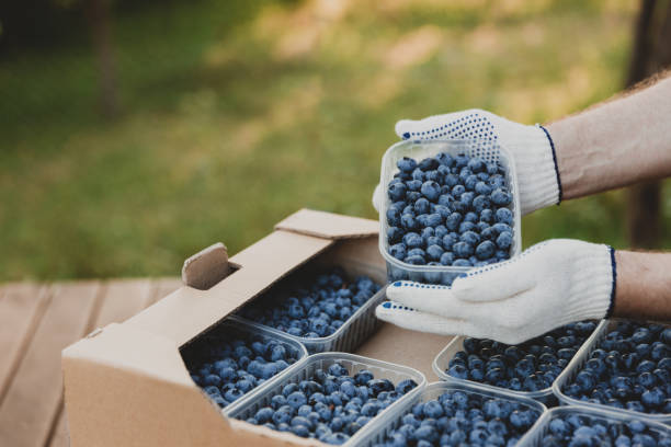 istock Hands holding container with blueberry over cardboard box with blueberry 1441357335