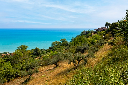 Panoramic view of the beautiful rural landscape with  groving Olive Trees on the Adriatic Sea Coast of Italy,  Abruzzo. Summer.
