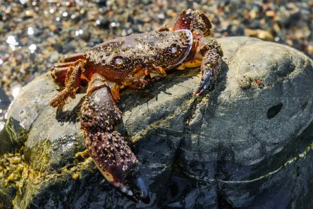 Photo of Sea crab on the stone. Large dead crab closeup. Empty shell of a nautical animal.