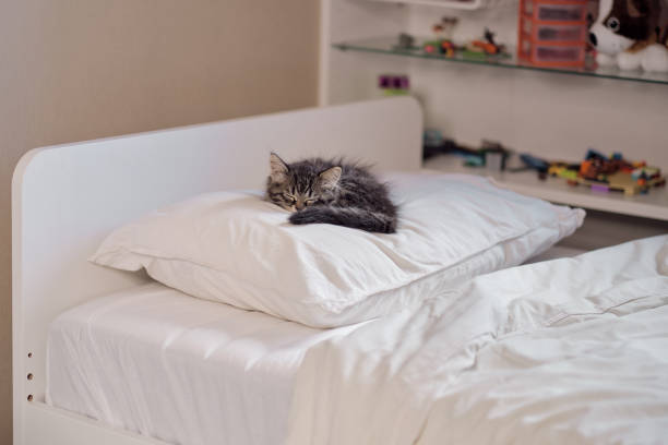 close-up of a tabby cat with white spots, resting