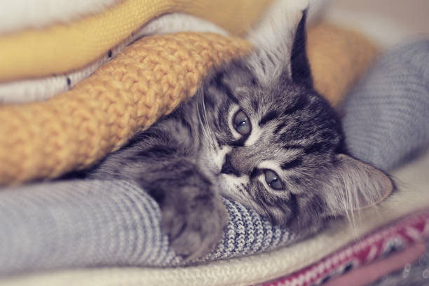 istock cute kitten and stack of knitted sweaters, cozy autumn mood. cat is basking in a warm blanket, poor heating in winter. 1441358818