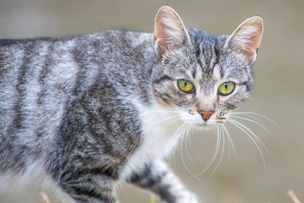 istock grey tiger cat attentive in meadow 1441358970