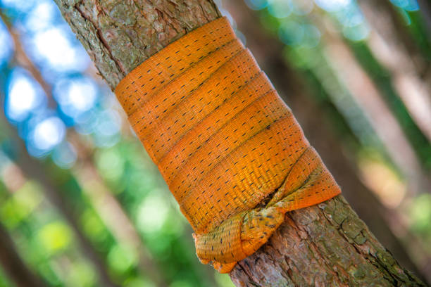 Nylonband um Baum gewickelt im Wald