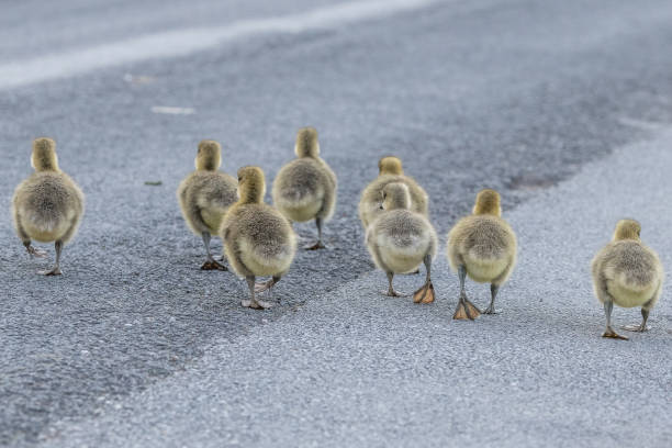 istock Group of greylag goose chicks in spring 1441359366