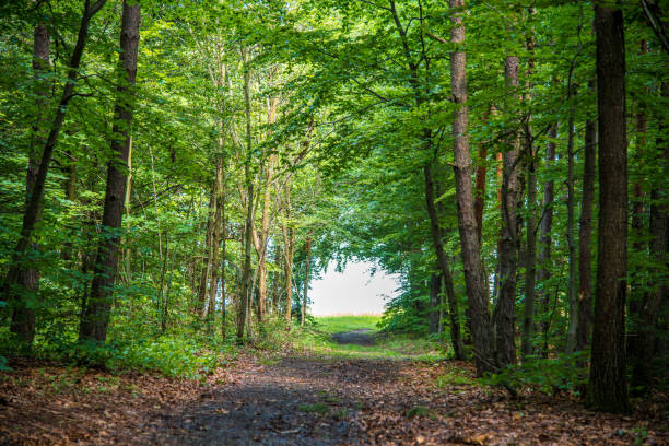 istock Forest path in summer in the sunshine 1441360395
