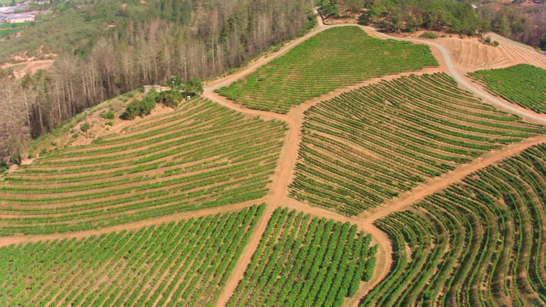 AERIAL Vineyard on a hilltop above Napa Valley, California