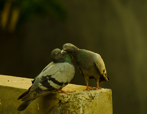 Pigeons making love