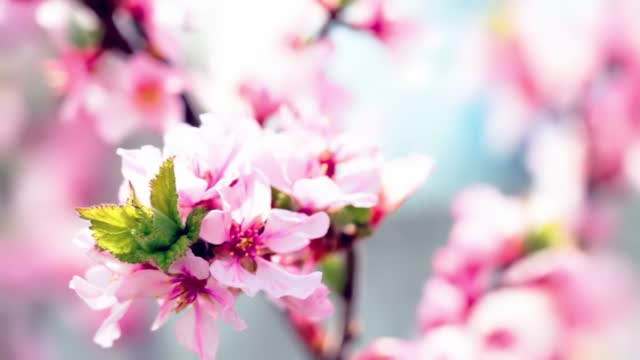 pink cherry flowers blooming in springtime