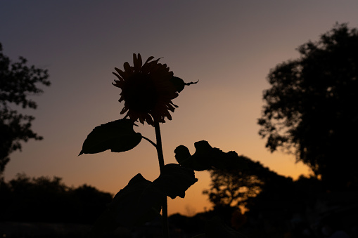 Silhouette sunflower against sunset sky.