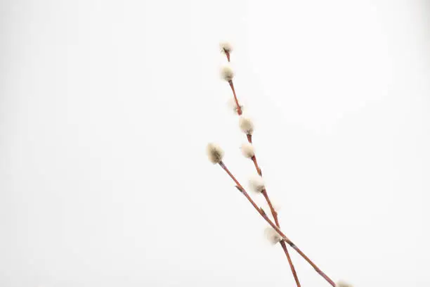 Willow branch with furry willow-catkins isolate on a lighte background. Willow twigs on white background. Spring concept, Palm Sunday concept.