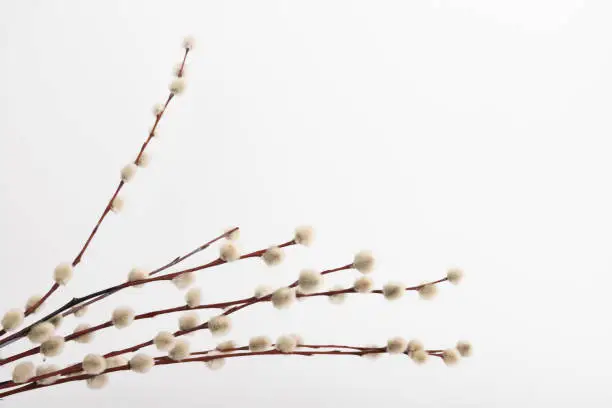 Willow branch with furry willow-catkins isolate on a lighte background. Willow twigs on white background. Spring concept, Palm Sunday concept.