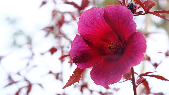 Cranberry hibiscus or African rosemallow (Hibiscus acetosella) blossom in the garden.